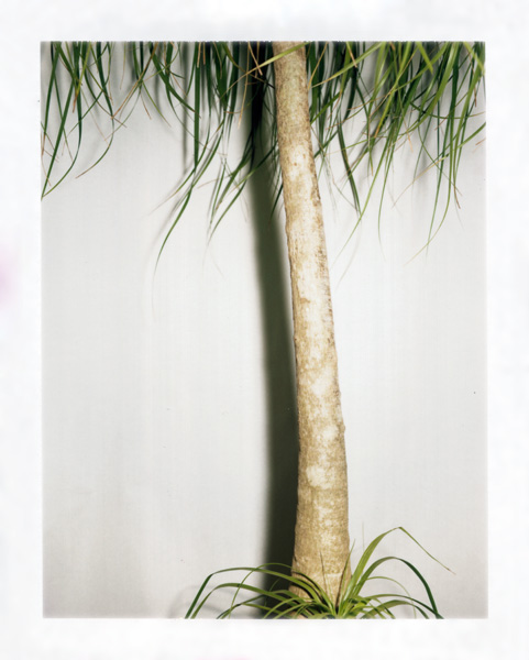 Pauline Beaudemont. Ponytail Palm, socialite. From the series “Graces”