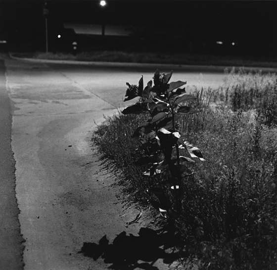 Robert Adams. Longmont, Colorado 1980. From Summer Nights, Walking